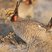 Lesser Prairie-Chicken